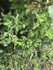 Pluchea indica