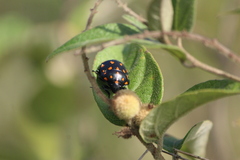 Pachycoris klugii