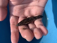 Oxyeleotris marmorata