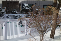 Hypsipetes amaurotis