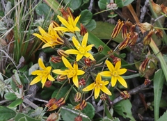 Bloomeria humilis