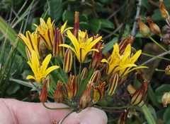 Bloomeria humilis