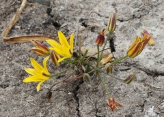 Bloomeria humilis