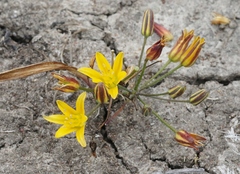 Bloomeria humilis