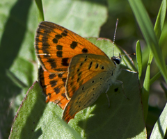 Lycaena ottomanus