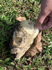 Leptobarbus rubripinna