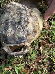 Leptobarbus rubripinna