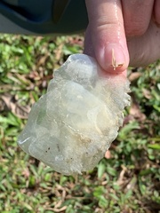 Leptobarbus rubripinna