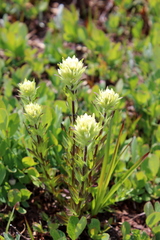 Castilleja parviflora albida