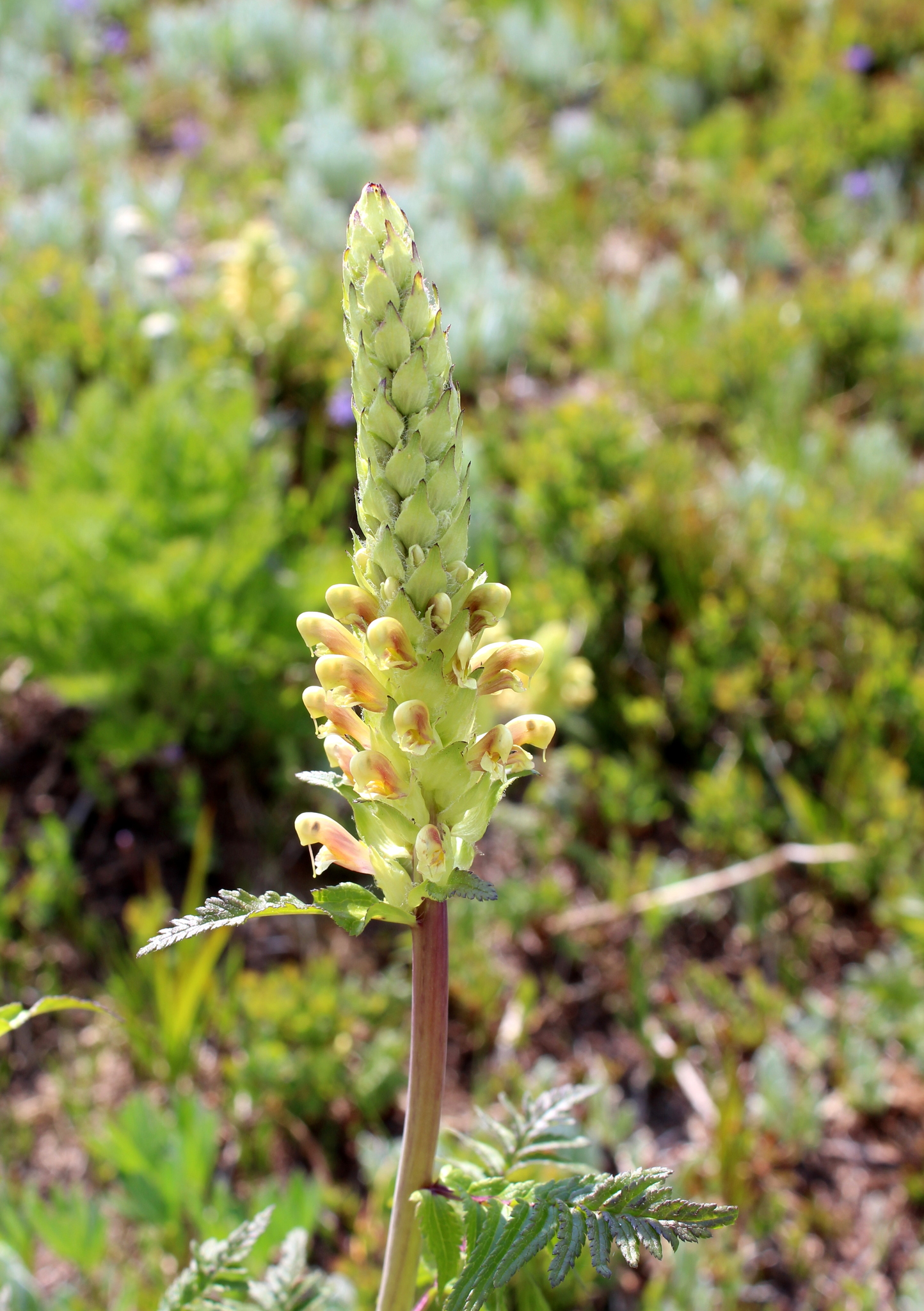 Pedicularis bracteosa