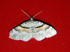 Xanthorhoe packardata