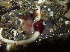 Notoplana sanguinea