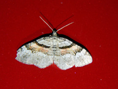 Xanthorhoe packardata