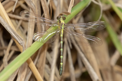 Austrogomphus prasinus
