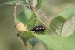 Pachycoris klugii