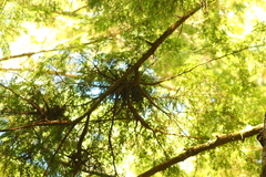 Arceuthobium tsugense