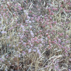 Eriogonum roseum