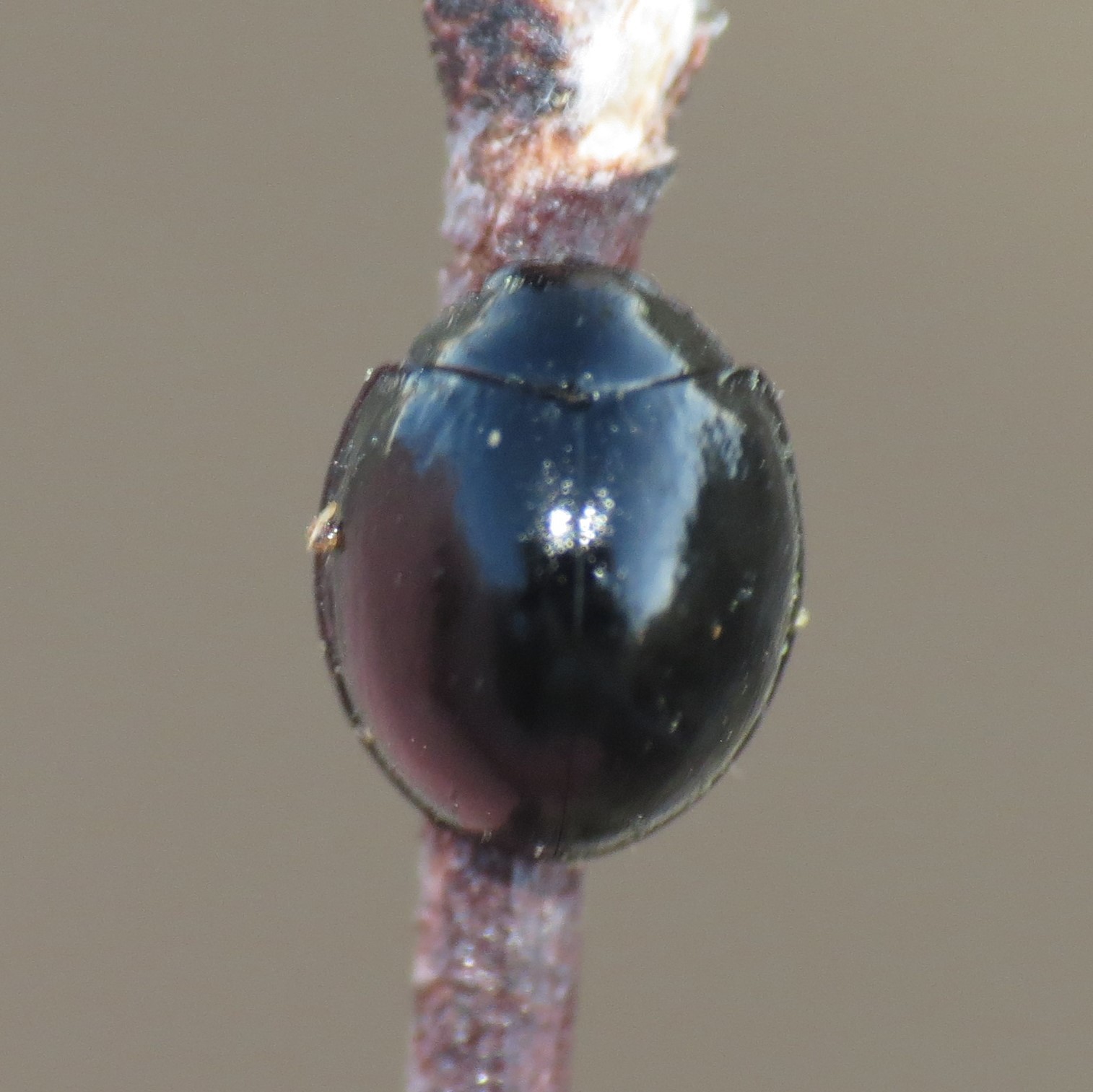 Exochomus aethiops (Bland, 1864)