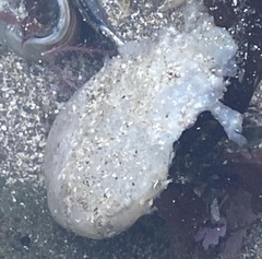 Polycitoridae