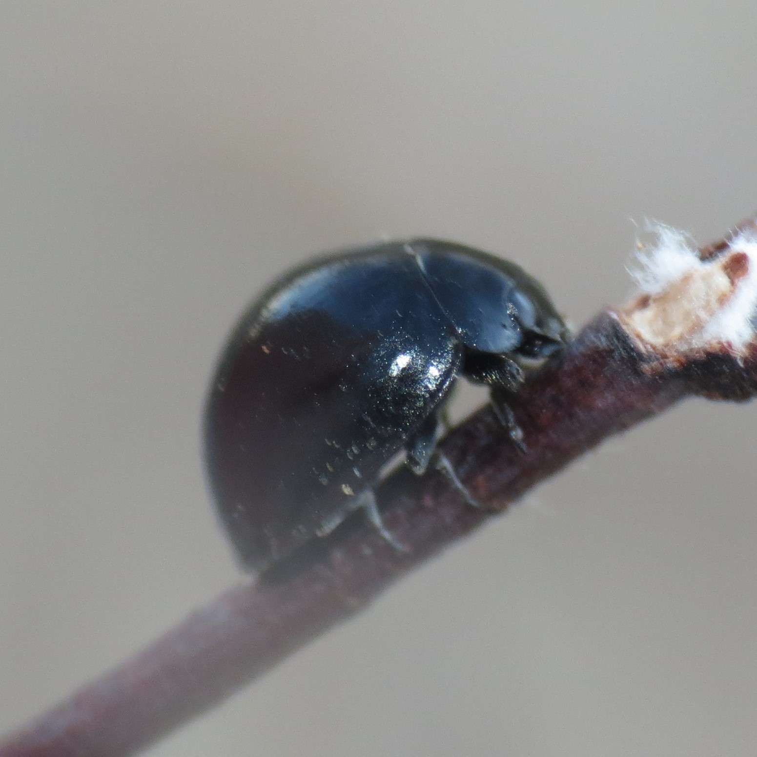 Exochomus aethiops (Bland, 1864)