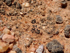 Enchylium coccophorum