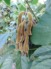 Mucuna pruriens