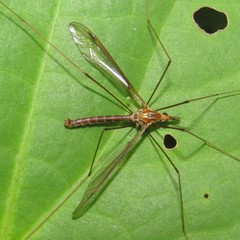 Leptotarsus elongatus