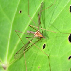Leptotarsus elongatus