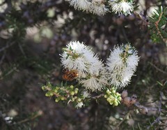 Eristalinus punctulatus