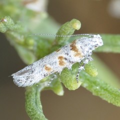 Gnorimoschema octomaculella