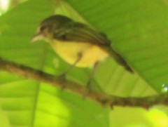Tolmomyias