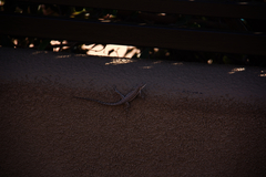 Urosaurus ornatus wrighti