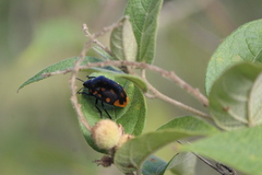 Pachycoris klugii