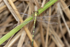 Austrogomphus prasinus