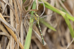 Austrogomphus prasinus