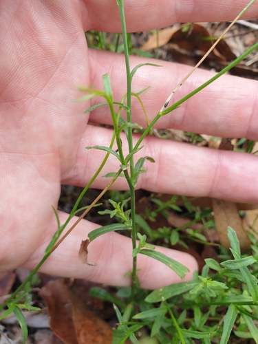 Wahlenbergia gracilis
