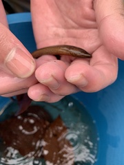 Monopterus javanensis