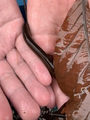 Monopterus javanensis