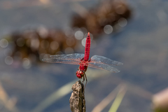 Urothemis aliena