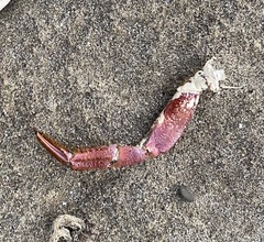 Romaleon antennarium