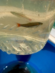 Rasbora borapetensis
