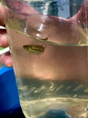 Rasbora borapetensis