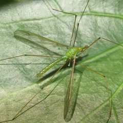Leptotarsus holochlorus