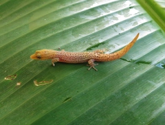 Sphaerodactylus homolepis