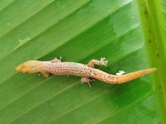 Sphaerodactylus homolepis
