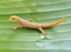 Sphaerodactylus homolepis