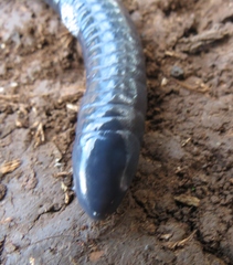 Gymnopis multiplicata