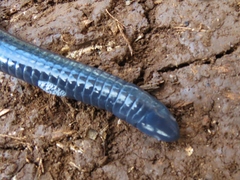 Gymnopis multiplicata