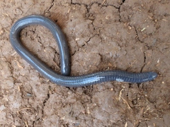 Gymnopis multiplicata