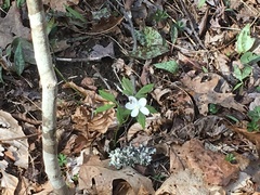 Anemonoides quinquefolia